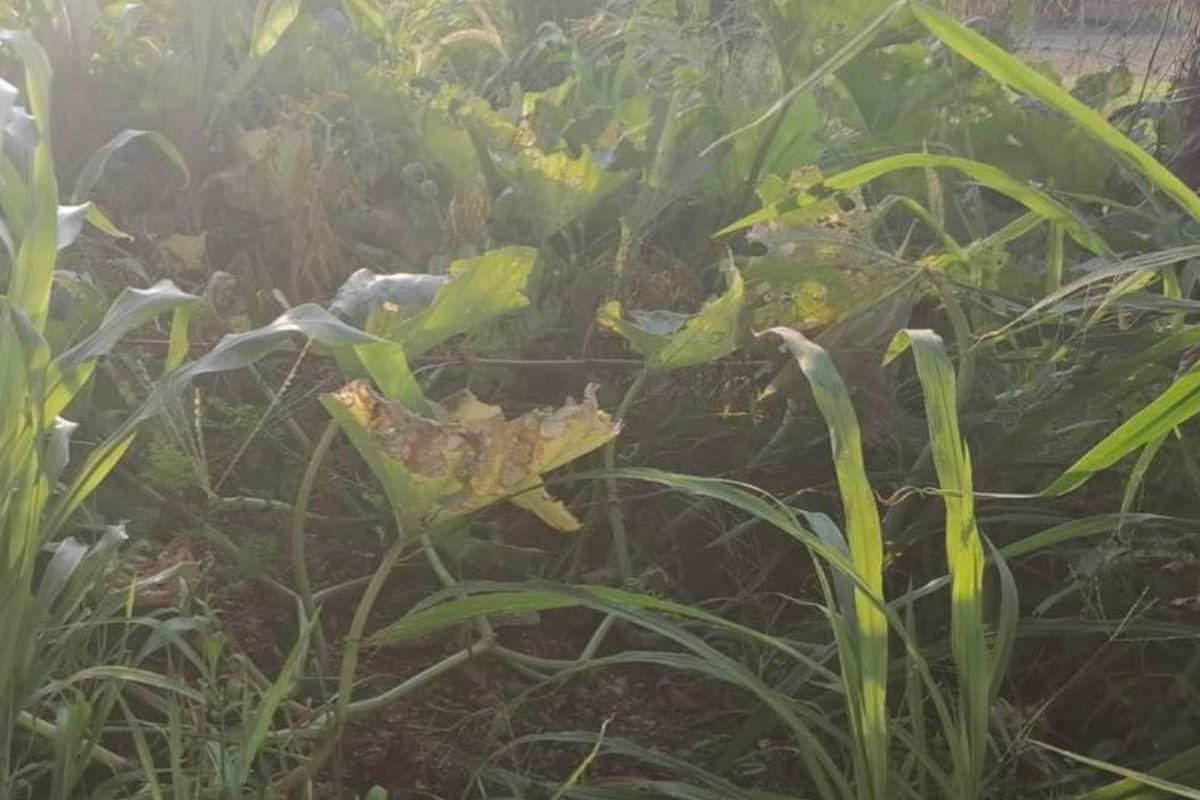 Campesinos ruegan a Dios que llueva: sus milpas se están secando en la Tierra Caliente de Guerrero