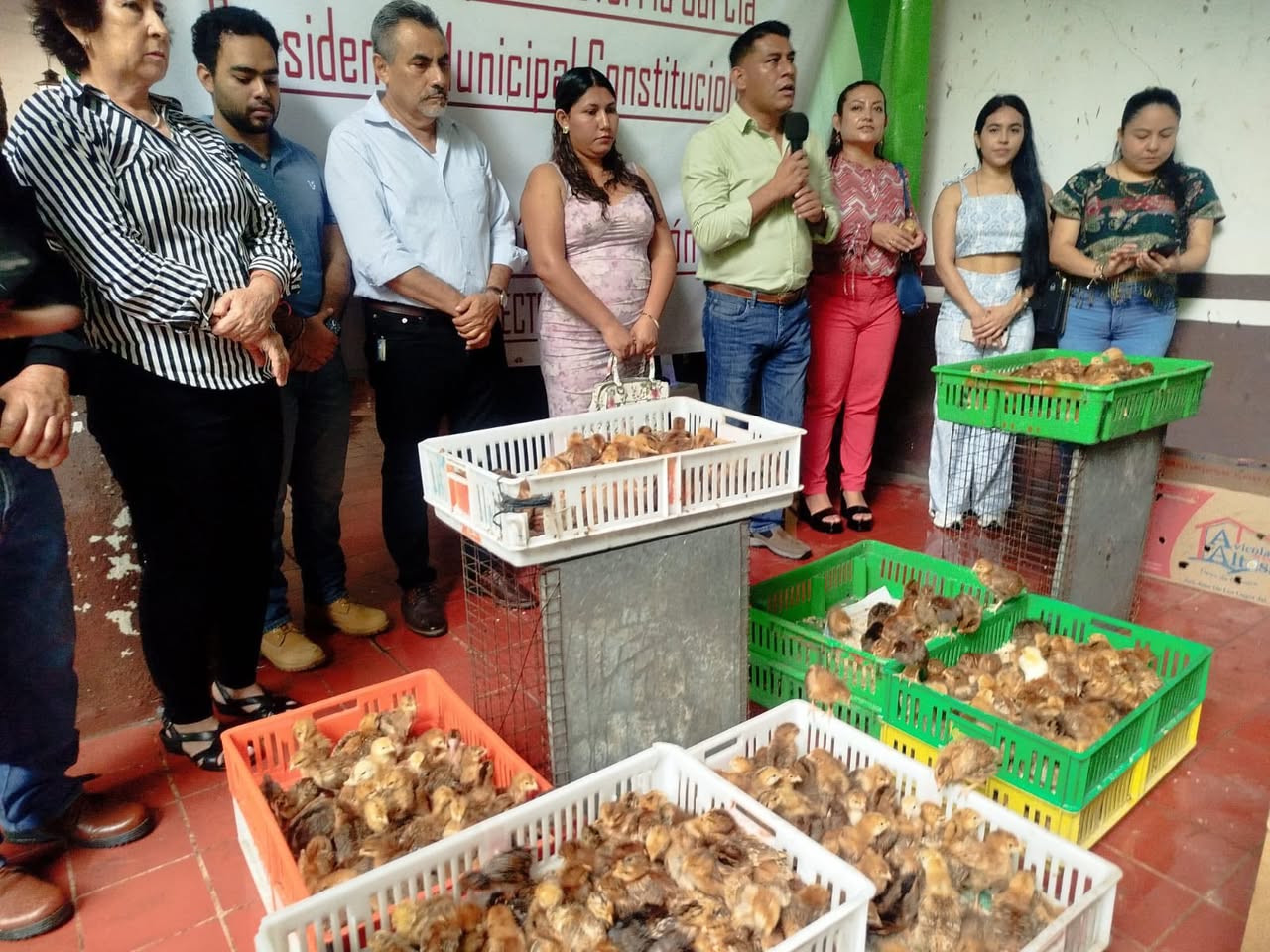 gallinas en la sierra