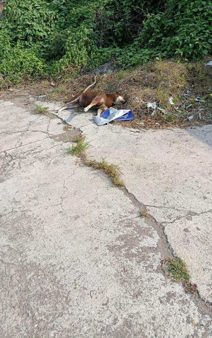 comida envenenada