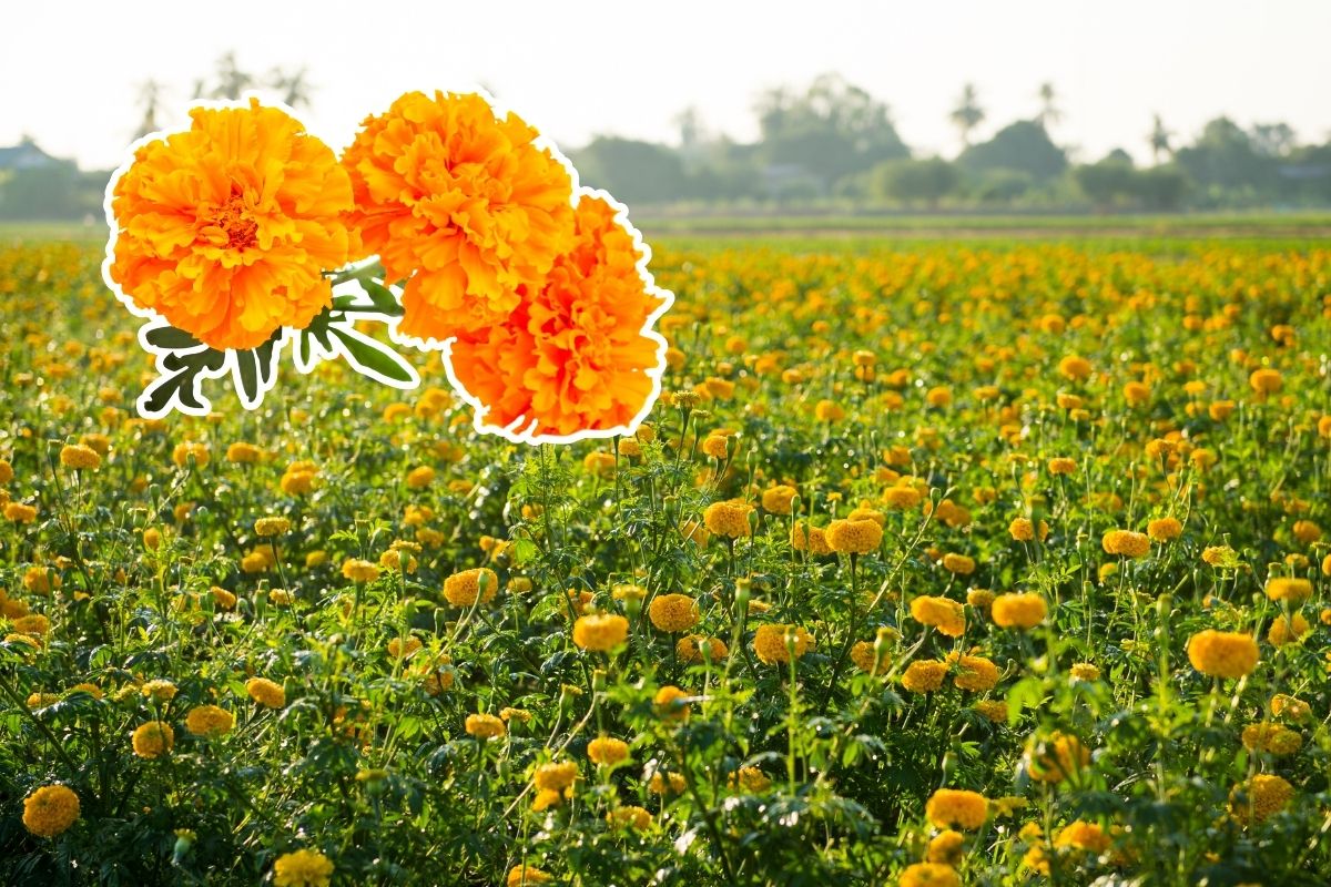 flor de dia de muertos