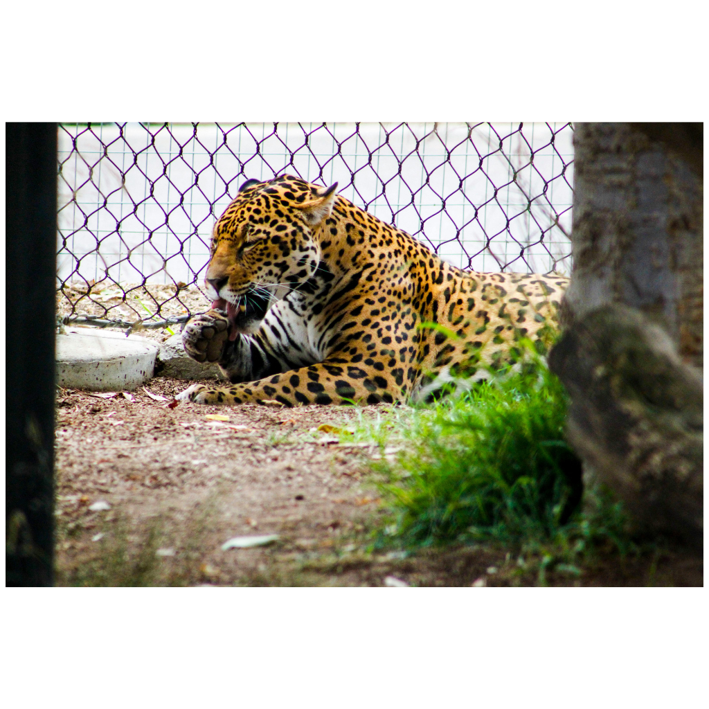 jaguar-México