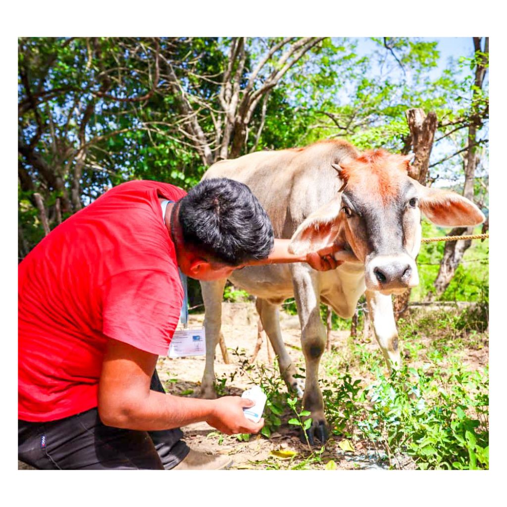 miasis-en-ganado-Guerrero