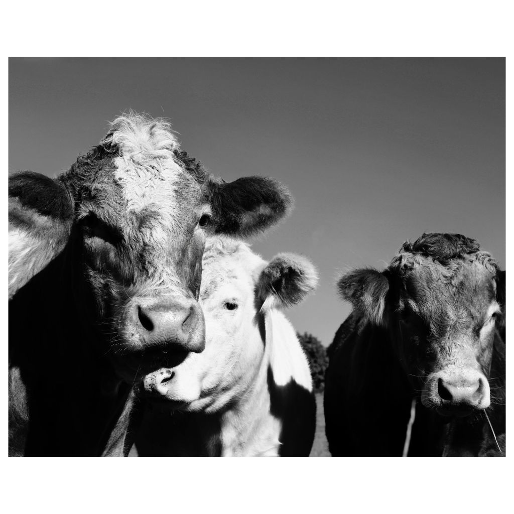 ganado-gusano-barrenador