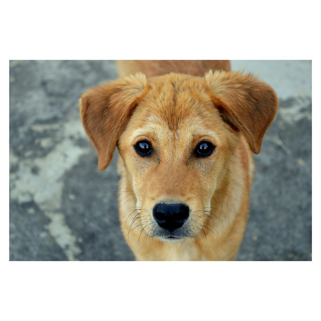 maltrato-animal-Coyuca